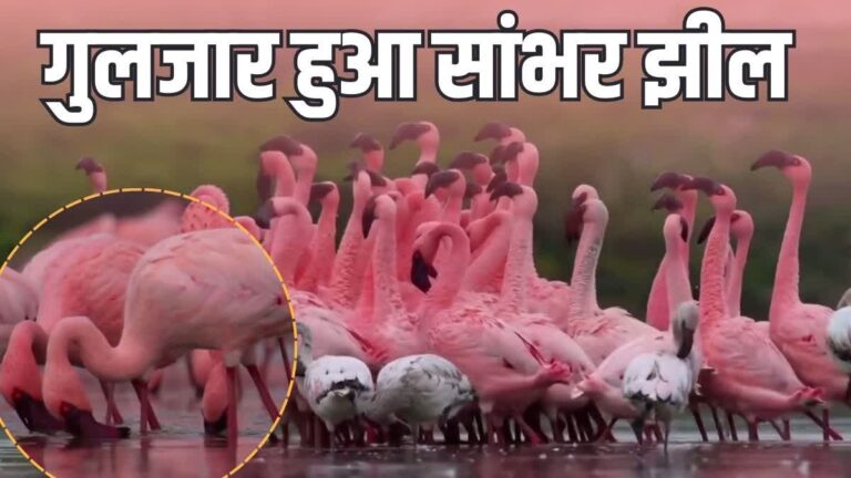 राजस्थान की सांभर झील गुलाबी हुई: सैंकड़ों प्रवासी फ्लेमिंगो ने दिया शानदार दृश्य।