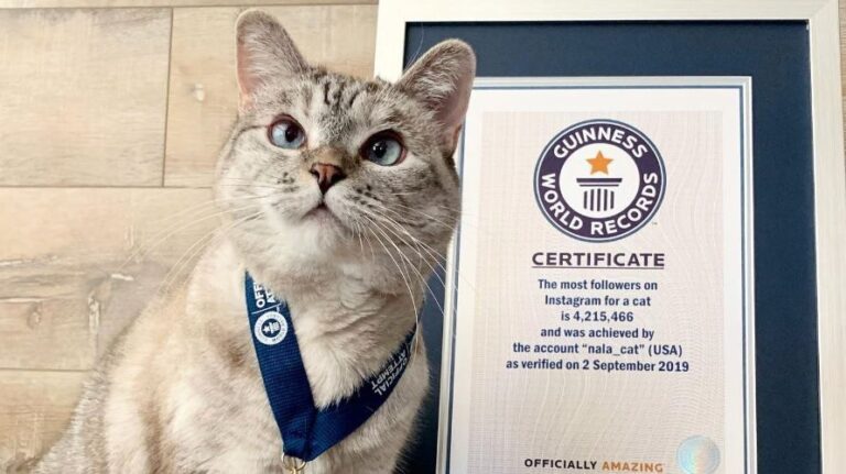 मुंबई की एक बिल्ली ने गिनीज वर्ल्ड रिकॉर्ड में नाम दर्ज कराया