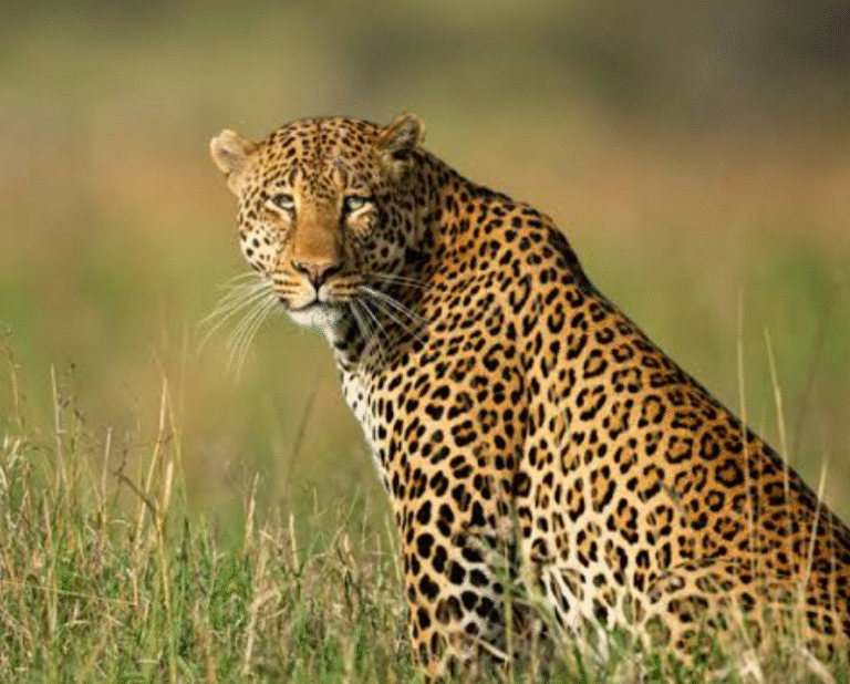 जबलपुर गांव में 30 से ज्यादा तेंदुए: मवेशी शिकार, ग्रामीण दहशत में