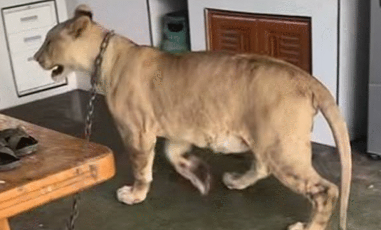 थाईलैंड की सड़कों पर खुलेआम घूमती दिखी शेरनी; वन विभाग ने किया सुरक्षित रेस्क्यू