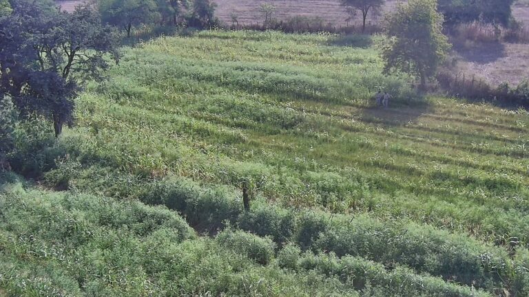 दुर्ग: मक्के की फसल की आड़ में चल रही थी अफीम की अवैध खेती, 8 करोड़ की फसल जब्त